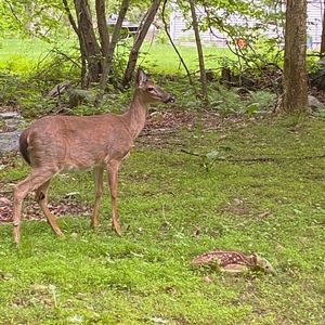 Meet your Posher, Douglas